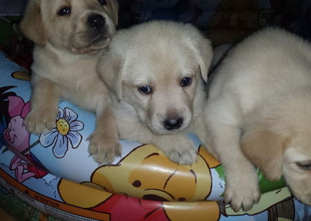 Labradori Retriver