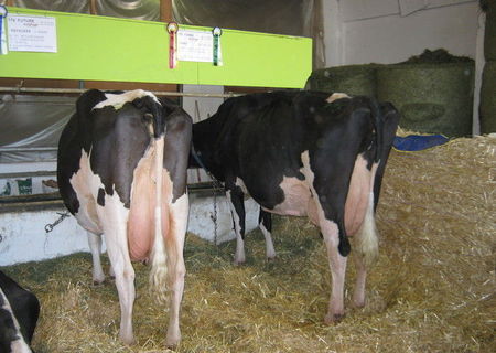 lapte de vaca proaspat livrari domiciliu