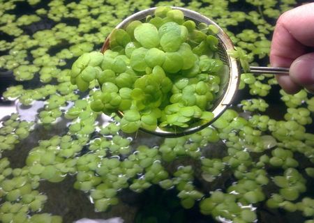LIMNOBIUM LAEVIGATUM (planta de suprafata)