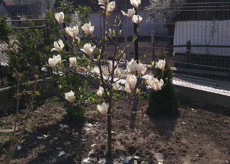 Magnolii de vanzare