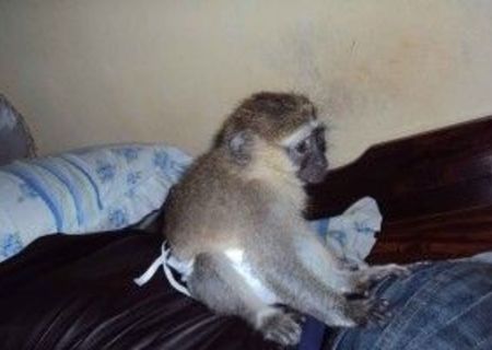 maimuță capucină inteligentă și antrenată la olita pentru adopție liberă.