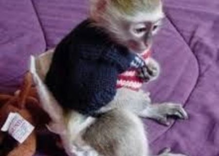 maimuțe capucin drăguț pentru adoptare