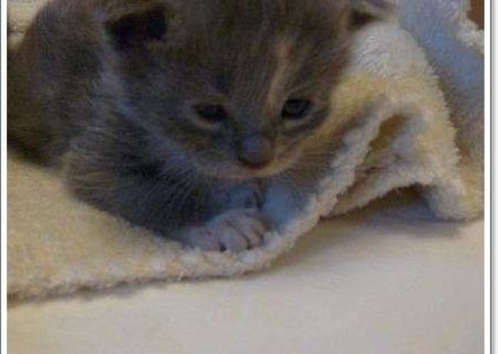maine.coon rasa pura