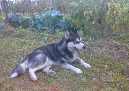 Malamut de Alaska