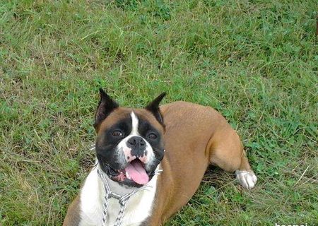 MASCUL BOXER