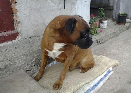 mascul boxer pt monta