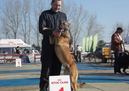 mascul ciobanesc belgian malinois ptr monta mascul ciobanesc belgian malinois ptr monta