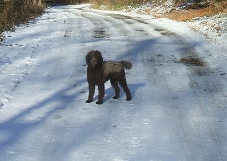 mascul lagotto romagnolo pentru monta