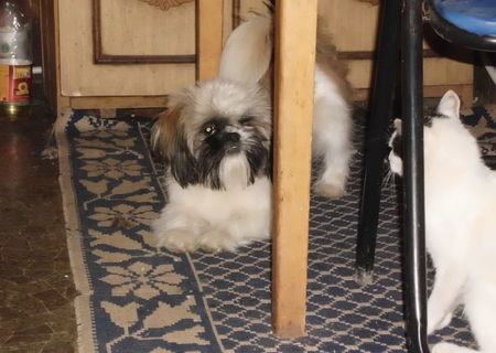 Mascul Shih-Tzu La Monda
