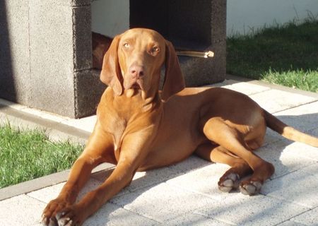 Mascul Vizsla cauta Iubita
