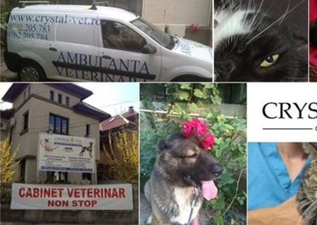medic veterinar non stop