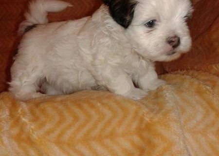 Metiş cu tata shih tzu şi mama bichon