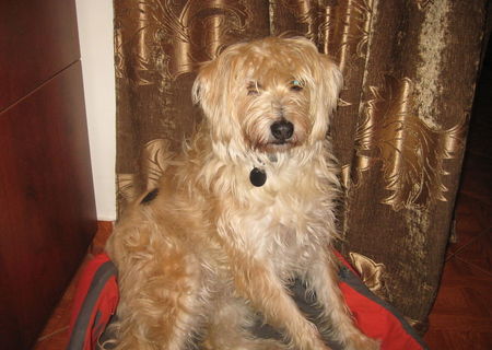 Metis Grifon