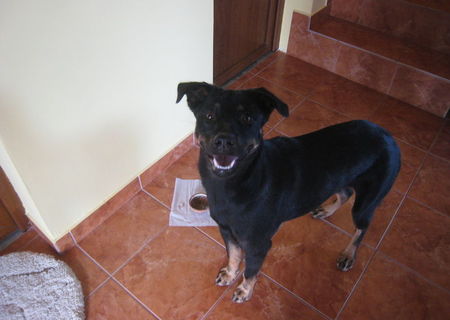 Metis rottweiler, caut stapan Metis rottweiler, caut stapan