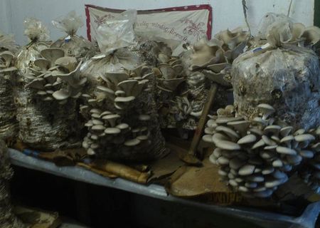 miceliu ciuperci pleurotus ostreatus si champignon miceliu ciuperci pleurotus ostreatus si champignon