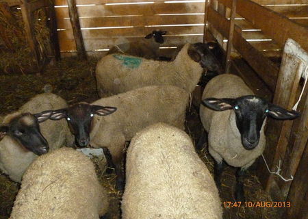 Miei Suffolk