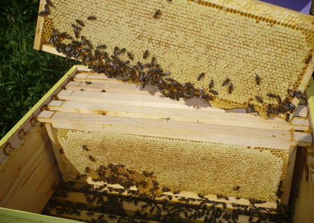 Miere de albine 100% naturala