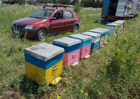 Miere de albine naturala 100% cu livrarea la domiciliu dvs.