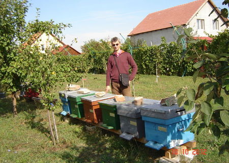 Miere poliflora - Timisoara