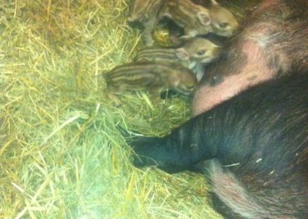 MISTRETI DE VANZARE PURI METISI SI RASE DE PORCI CU COLESTEROL REDUS SI ZERO