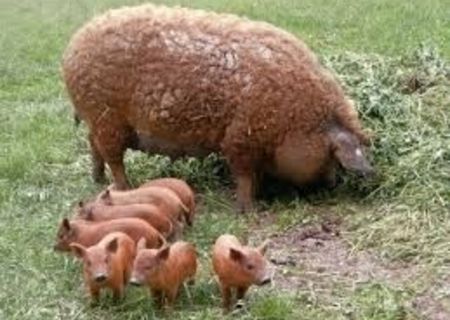 MISTRETI DE VANZARE PURI METISI SI RASE DE PORCI CU COLESTEROL REDUS SI ZERO