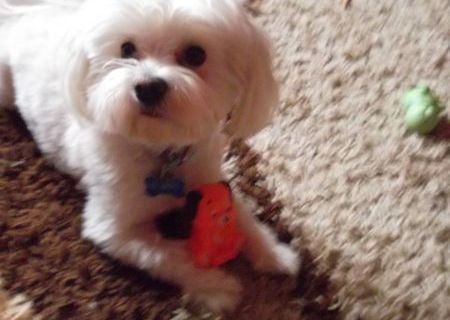 Monta Bichon Maltese