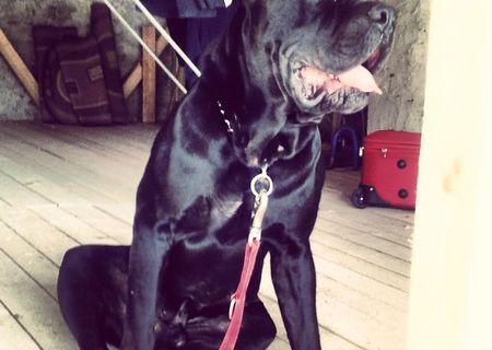 Monta cane corso