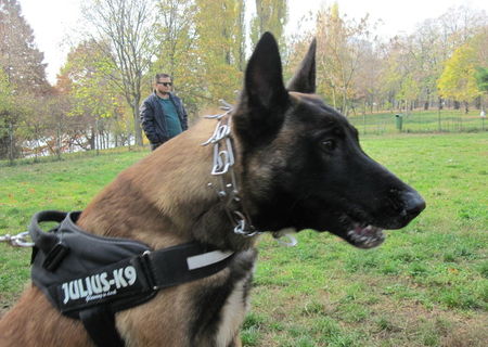 monta ciobanesc belgian malinois