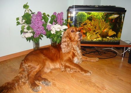 MONTA- Coker Spaniel auriu-roscat