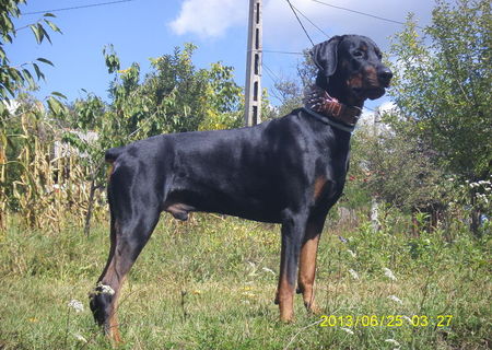 monta doberman