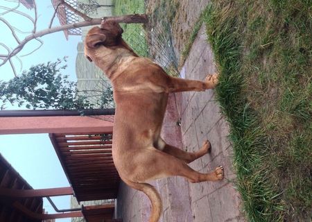 Monta Dog de Bordeaux