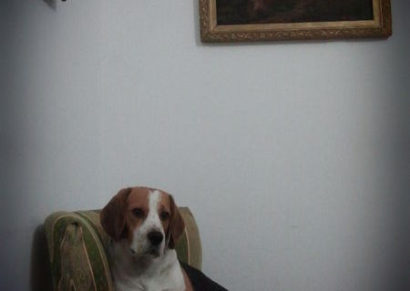 monta mascul beagle