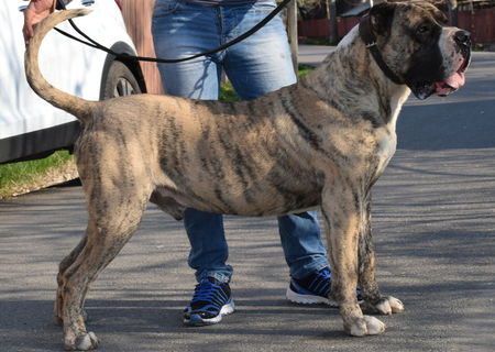 Monta Mascul Presa/Dogo Canario Giurgiu