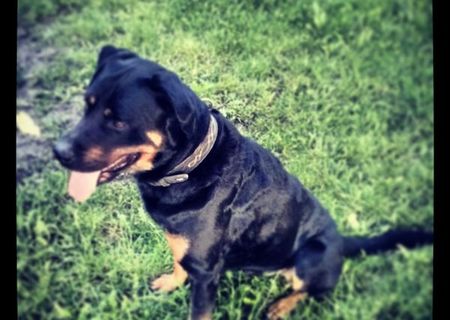 Monta Mascul Rottweiler