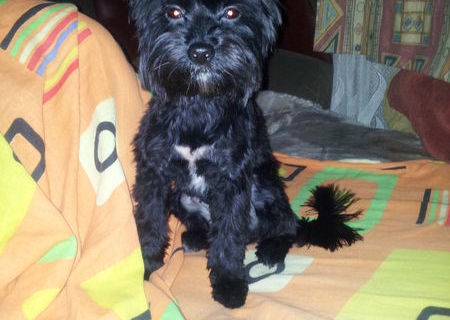 Monta mascul yorkshire&bichon