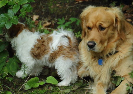 monta pentru un Golden Retriever