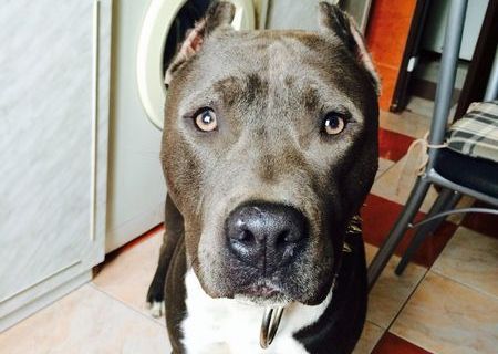 Monta pitbull blue