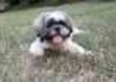 Monta Shih Tzu