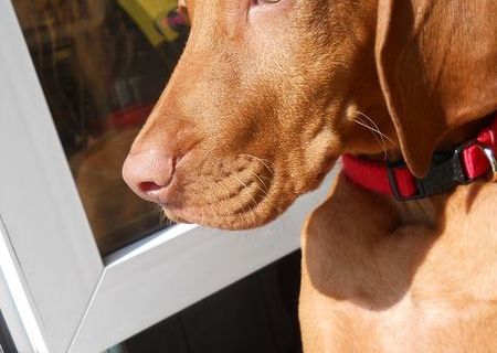 monta vizsla
