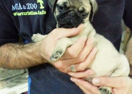 MOPS bej cu masca neagra sau mops negru MOPS bej cu masca neagra sau mops negru