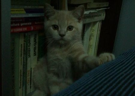 Motănei British Shorthair Cream