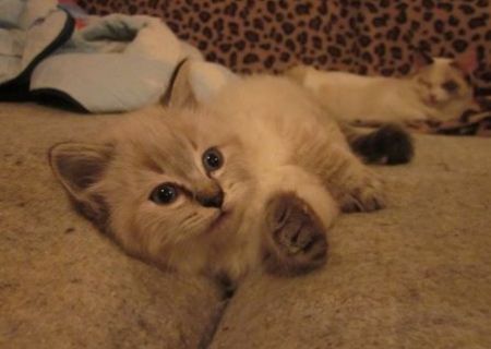 motanel birmanez seal lynx point