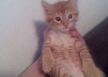 Motanel de adoptat!