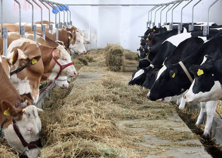 Munca in ferme de animale din Germania