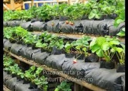 Muncitori Germania la plantat capsuni. Muncitori Germania la plantat capsuni.