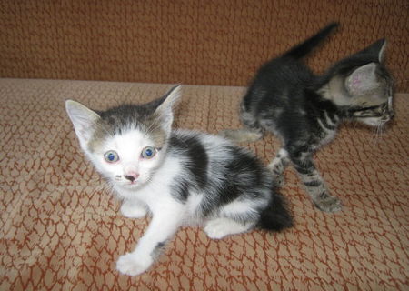 Neko si Deko pisoi spre adoptie Neko si Deko pisoi spre adoptie