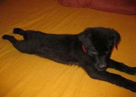 nero cauta familie adoptiva nero cauta familie adoptiva