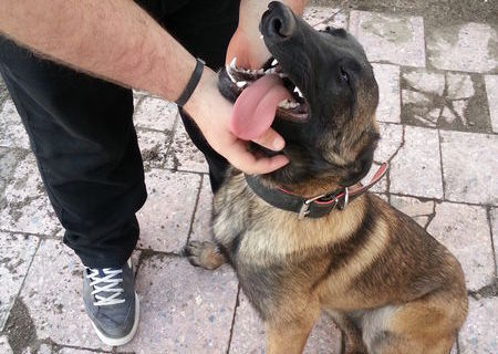 Ocazie!! Vand femela ciobanesc belgian malinois Ocazie!! Vand femela ciobanesc belgian malinois