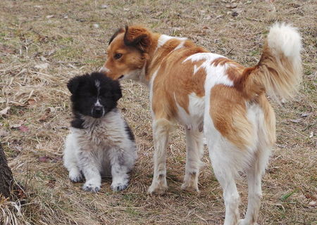 Ofer animale de companie gratis Ofer animale de companie gratis