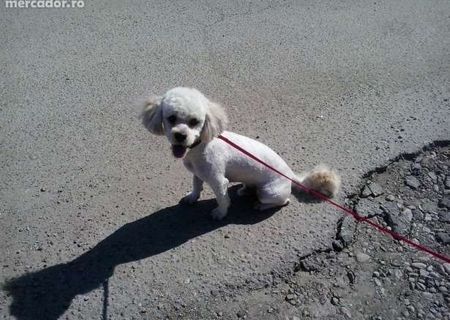 ofer caine bichon maltez pentru monta